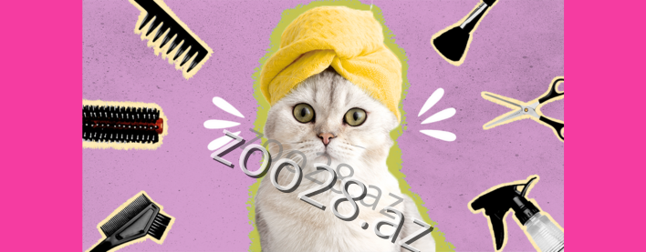 Правильный уход за шерстью кошек